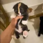 3 قطط سكوتش للبيع