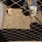 دجاجه مفرخه بلدي