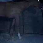 حصان للبيع