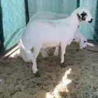 رخل وخروف كفو بلديات