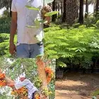 شجرة الجميز شتلات مشاتل