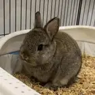 ارنب هولندي قزم للبيع