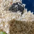 للتبني هامستر ونتر وايت ذكر