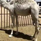 للبيع قعود مفرود
