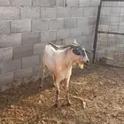 عرض تيس بيشي والد عندي