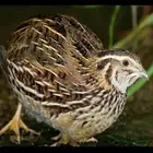 سمان فري مريعي ودجاج وبيض بلدي