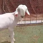 تيس شامي مشروع فحل