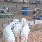 بمناسبة اليوم الوطني . الصلخ والتوصيل مجانا . لحي طويق فقط.