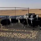 ضان عدد 10 وحده متبع و9 دفيع