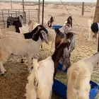 جفرات مقاني مشاريك للبيع