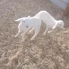 طليان دواغير