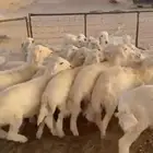 بهم حري العدد 27 فيه 3 رخال