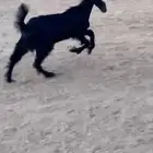 عناق