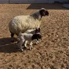 نعيميه متبع