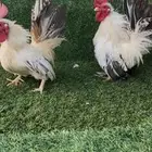 ديوك جبنيز اقزام