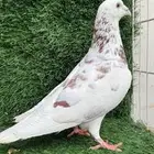 ذكر موليمينز فاااخر (( تم البيع ))