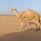 للبيع ناقه حمرا