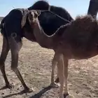 ابل