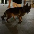 جيرمن شيبرد للتزاوج شو لين شور هير مستوه قوي