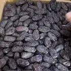 تمر المدينة المنورة للبيع