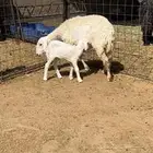 خلفات نجد وحريات