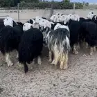للبيع غنم نجد صنف