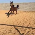 حصان