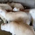 طليان ذبائح للثلاجة والمناسبات سواكن حريات رفيديات