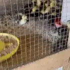 صوص بط مسكوفي