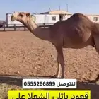 قعدان كفو يااهل الزين الاصل باتليات القعدان