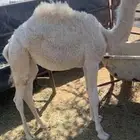 بكره تربيه نظيفه