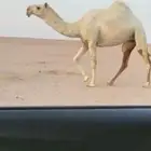 للبيع الرمانية الكفوو