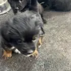 كلاب زينه صغيره صحه ممتازه و اسعار حلوه