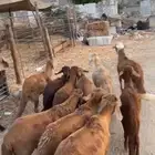 12 سواكني