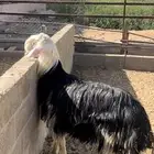 طلي نجدي ناهي ( تم البيع )