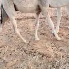 للبيع قعود قصب سمين