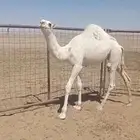 حاشي بري على حليب امه