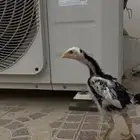 فروخ شامو الماني هزاز