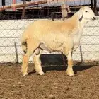 فحل حري صنف مشروط