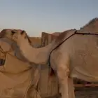 خلفه شقحا مصغر للبيع