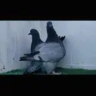 طبه فرش بارلس