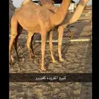 مفروده عونيه كفو
