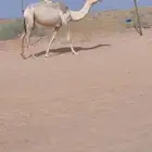 بكره رمانيه