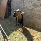 تيس فحل جنوبي