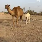 خلفه شعلاء تحتها بكره كفو