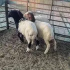 هرافي مهجنه