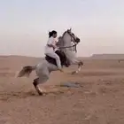 حصان شعبي سبوق وحار