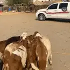 للبيع 7 سواكني من 750