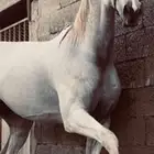 فرس رمكه