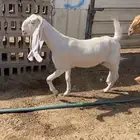 ماعز مشاريك